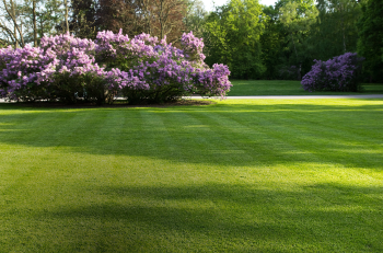 Petrol Lawnmowers